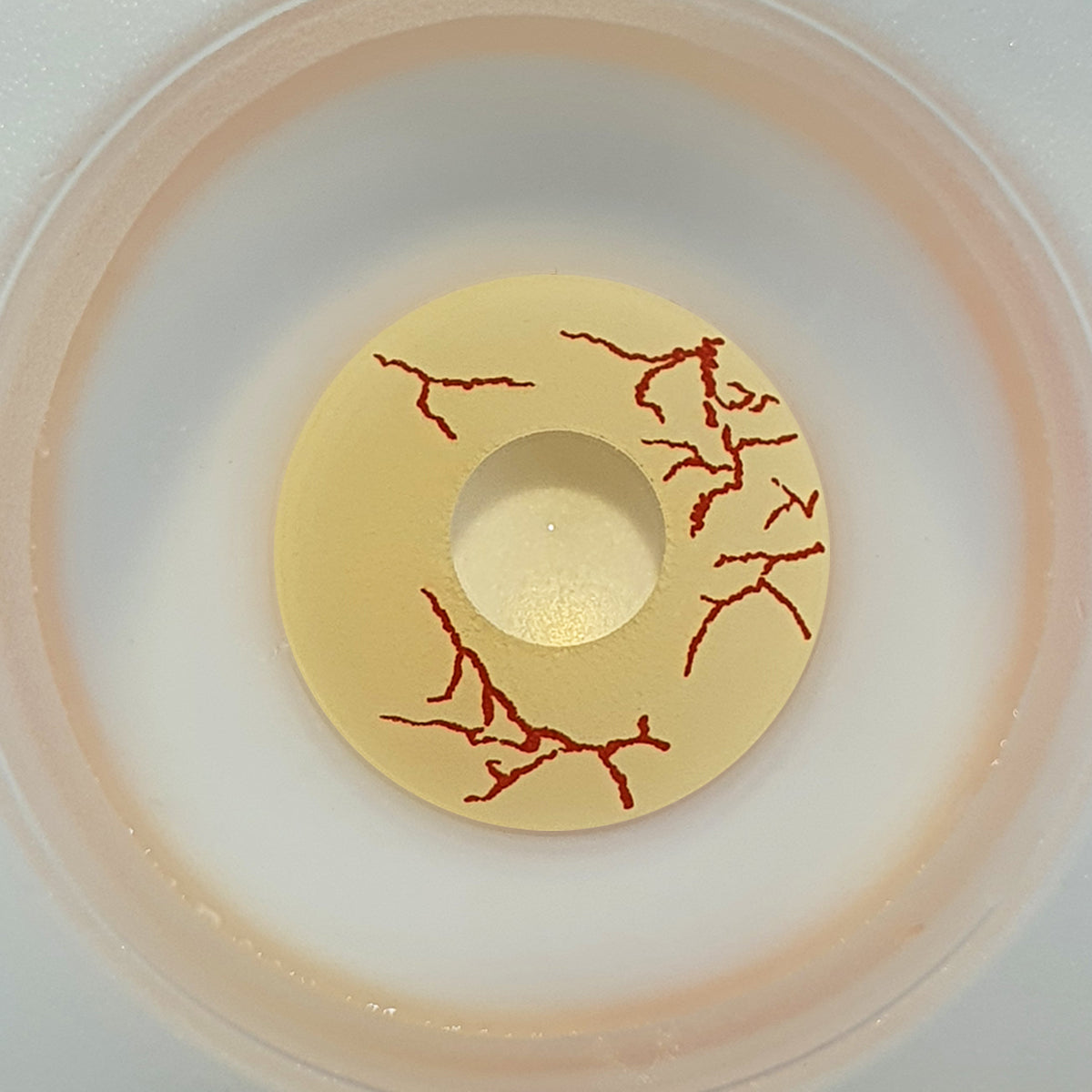 Sweety Crazy K-Zombie 1 (1 lens/pack)-Crazy Contacts-UNIQSO EU