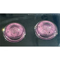 1 Day Sweety Fruit Juice Grape (2 or 10 lenses/pack)-Colored Contacts-UNIQSO EU