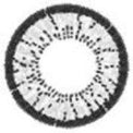 ICK Animate Grey (1 lens/pack)-Colored Contacts-UNIQSO EU