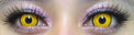 Kazzue Crazy Lens with Power - Mad Hatter (1 lens/pack)-Crazy Contacts-UNIQSO EU