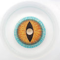 Sweety Mini Sclera Brown Lizard (1 lens/pack)-Mini Sclera Contacts-UNIQSO EU