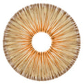 Urban Layer New York Brown - NEW (1 lens/pack)-Colored Contacts-UNIQSO EU