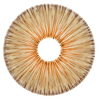 Urban Layer New York Brown - NEW (1 lens/pack)-Colored Contacts-UNIQSO EU