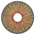 Urban Layer New York Hazel - NEW (1 lens/pack)-Colored Contacts-UNIQSO EU