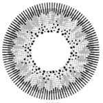 Kazzue Winter Grey (1 lens/pack)-Colored Contacts-UNIQSO